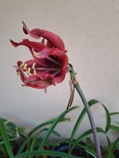 Hippeastrum pmn2 dsrn3. usato  Bagnoregio