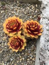 Sempervivum gold nugget for sale  STOKE-ON-TRENT