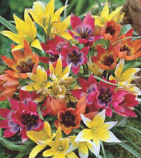 Der 100 wildtulpen gebraucht kaufen  Petersberg, Wettin-Löbejün