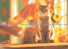 D256919 cats pedigree for sale  WARLINGHAM