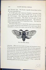 Old puss moth for sale  UK