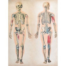 Anatomy human body for sale  EDINBURGH