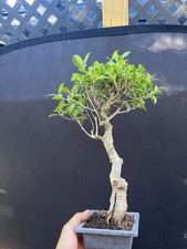Tiger bark ficus for sale  Wallkill
