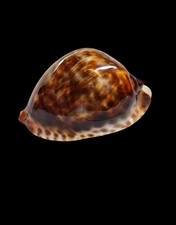Shell conchiglia cypraea usato  Forano