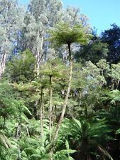 Cyathea cunninghamii rare for sale  GLOUCESTER