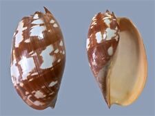 Volutidae melo amphora usato  Roma