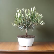 Ciotola bonsai olivo usato  Milazzo
