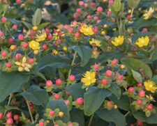 Hypericum hidcote johns for sale  ORKNEY