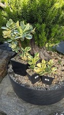 Grubosz Crassula Alba  na sprzedaż  PL