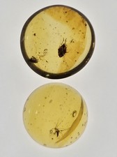 Cretaceous flies mosquito for sale  Brooklyn