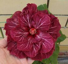Double dark pink for sale  Ravensdale