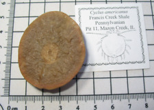 Pennsylvanian carboniferous ma for sale  WAKEFIELD