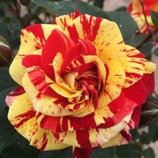 Brushstrokes 5.5lt potted for sale  SPALDING