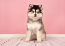 Pomsky puppy poster for sale  SELBY