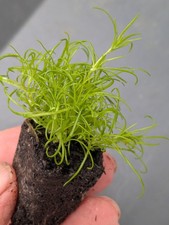 Irish moss 2cm for sale  LONDONDERRY