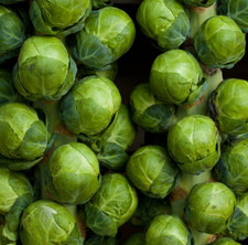 Catskill brussel sprouts for sale  Berwyn