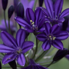 Agapanthus royal velvet for sale  BOURNE