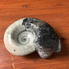goniatites for sale goniatites for sale NOTTINGHAM