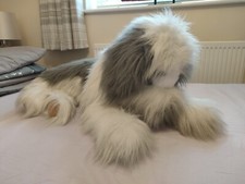 Merrythought dulux sheepdog for sale Merrythought dulux sheepdog for sale  STOKE-ON-TRENT