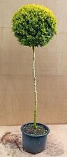 Buxus sempervirens 45cm for sale  BECCLES