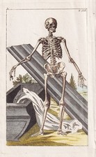 Skelett skeleton mensch gebraucht kaufen  Seubersdorf