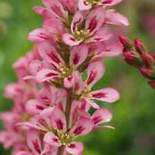 Francoa sonchifolia wedding for sale  MARCH