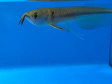 Silver arowana for sale  USA