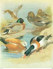 Ruddy sheld duck for sale  DEREHAM