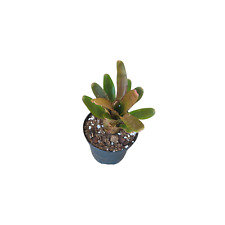 Neoregelia hybrid small usato  Brindisi