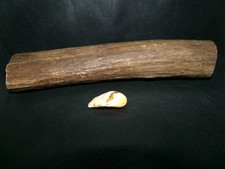 Bull elk antler for sale  Redmond