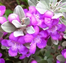 Pianta leucophyllum frutescens usato  Terlizzi