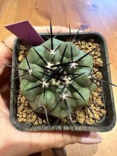 Copiapoa cinerea. own usato  Valdastico
