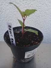 Fuchsie maori maid gebraucht kaufen  Westerheim