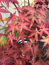 Japanese maple shindeshojo for sale  USA