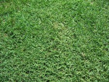 Bermuda grass seed for sale  Etowah