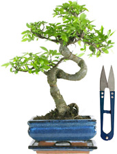 Chinese elm bonsai for sale  LUTTERWORTH