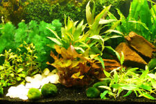 Aquatic plants set gebraucht kaufen  Dresden