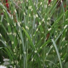 Zebrinus zebra grass for sale  UK