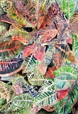Croton tropical plant for sale  Fort Mitchell