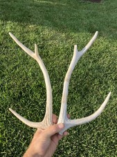 Matched naturally shed for sale  Kansas City