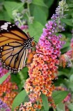 Bicolor butterfly bush for sale  Hayden