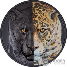 Jaguar day and usato  Ciampino