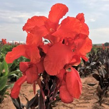 Canna australia aquatic for sale  South Amboy