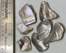 Abalone shell pieces for sale  Santa Barbara