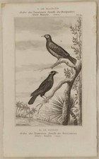 Buffon originale 1850 usato  Foligno