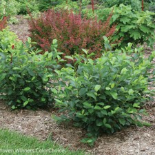Aronia black chokeberry for sale  Center