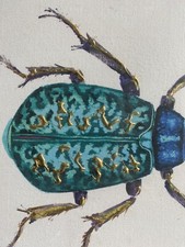 Coppia acquarello insetto usato  Imperia