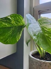 monstera giant for sale monstera giant for sale Gaffney