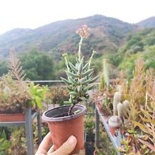 Vasoø crassula mesembryanthem usato  Barcellona Pozzo di Gotto