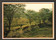 Chaine kone cow d'occasion  Baugy
